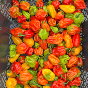Piment Habanero