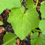 Feuilles de courge / Mudjibu