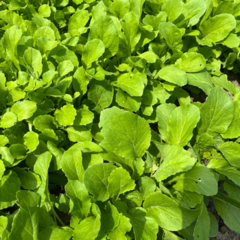 Pointe-Noir/Bok Choy/Choux de chine